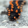 zerynthia caucasica larva5b